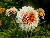 22 Dahlia